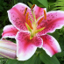 Lily