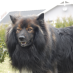 BegoBuffel