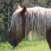 Hanne
