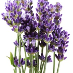 lavendel