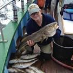 Fisken