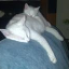 BakkerCatts Catts
