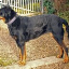Darcy Johnston-Beauceron