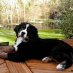 Johan