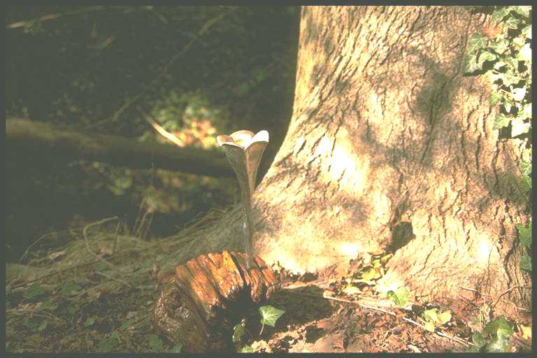 The leaky whisper fungus
