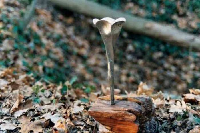 The leaky whisper fungus