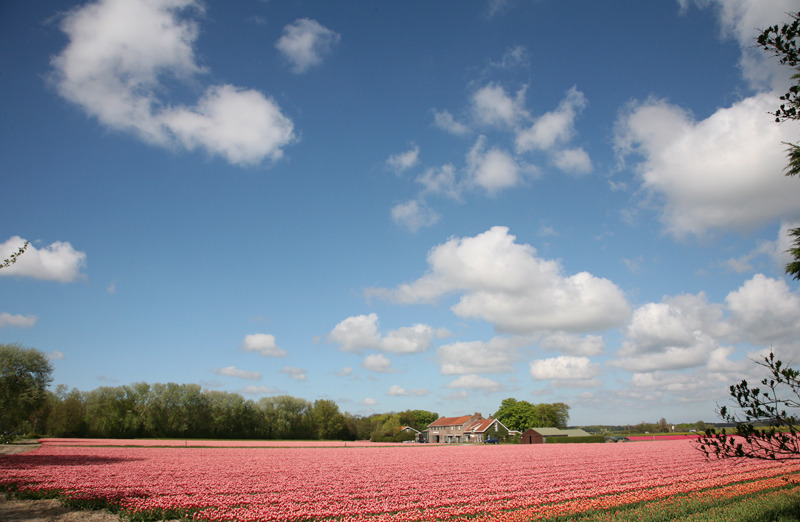 Bollenkwekerij
