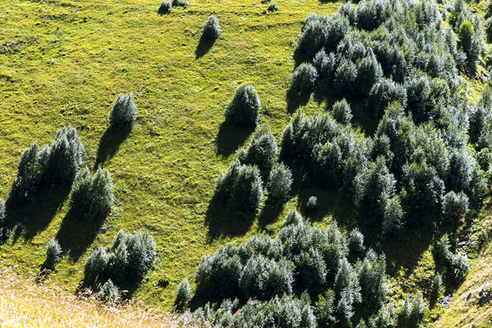 Georgische bomen