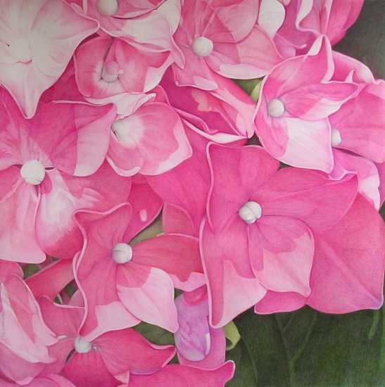 Roze hortensia