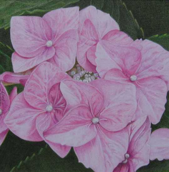 Lilaroze Hortensia