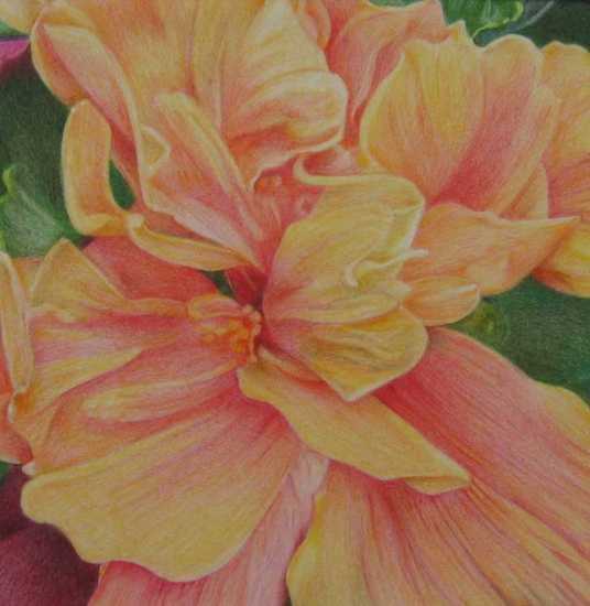 Dubbele Hibiscus