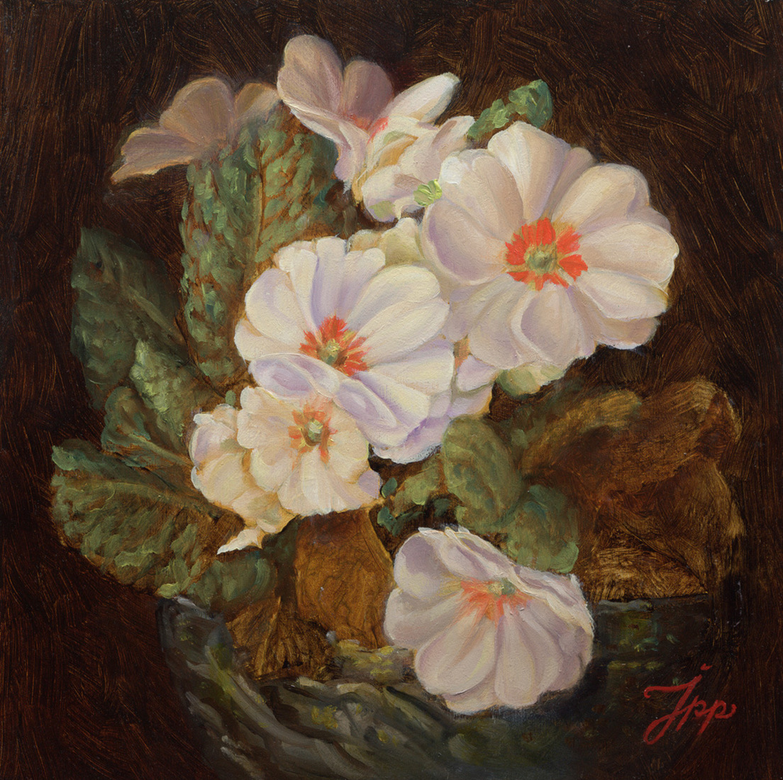 Primula wit