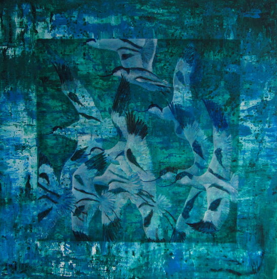 Avocet birds