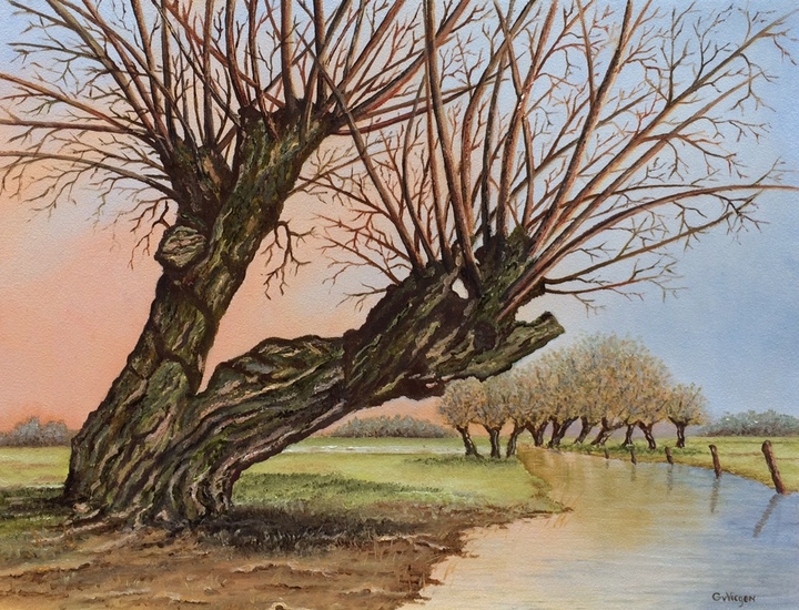 Uiterwaarden met knotwilg