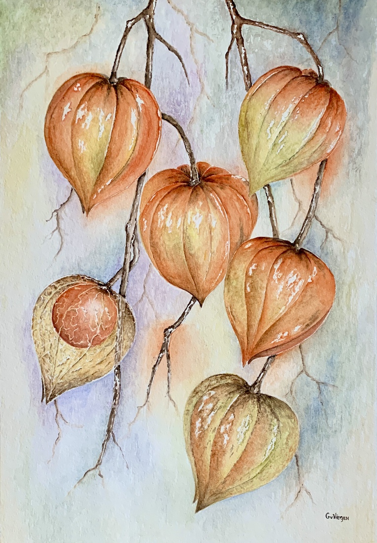 Physalis met goudbes.