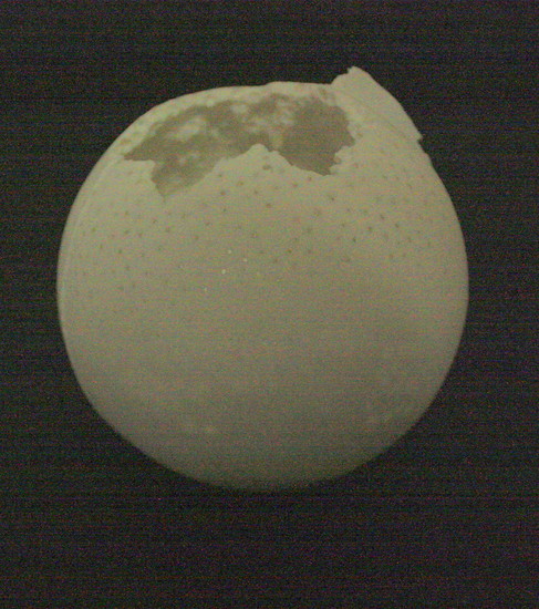 Bubble