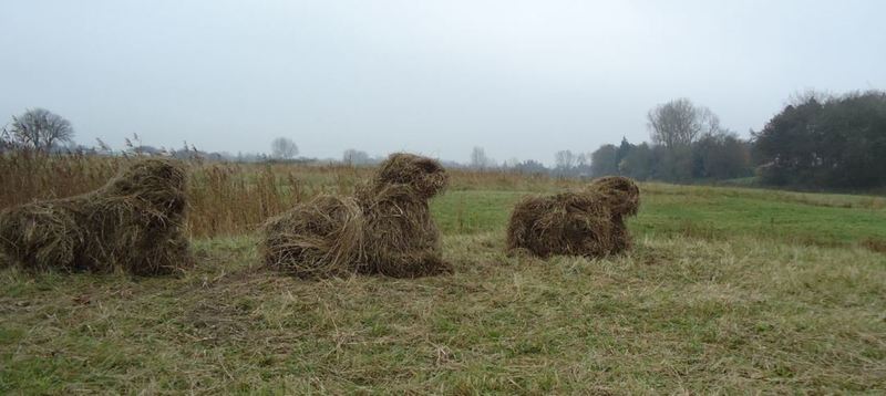 hooidieren 3