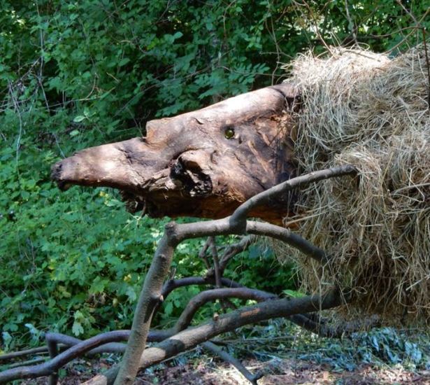 boomdier(takkenbeest)