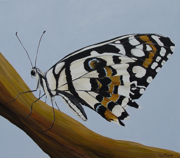 vlinder 1