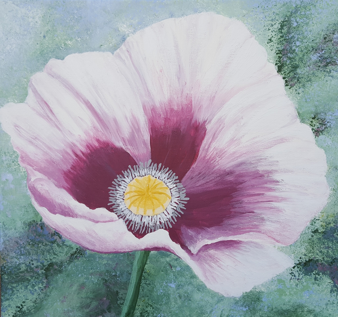 Papaver