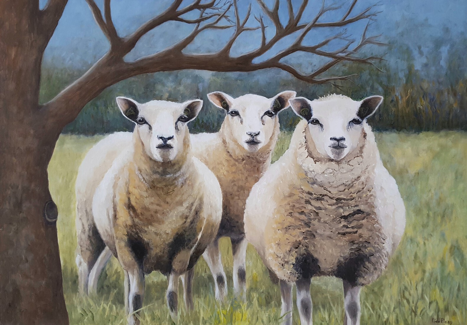 Schapen