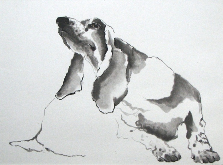 Basset 1