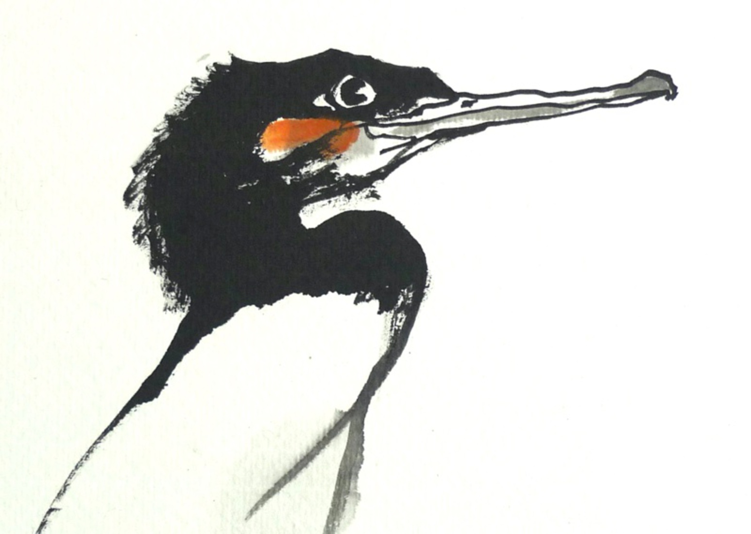 Cormorant