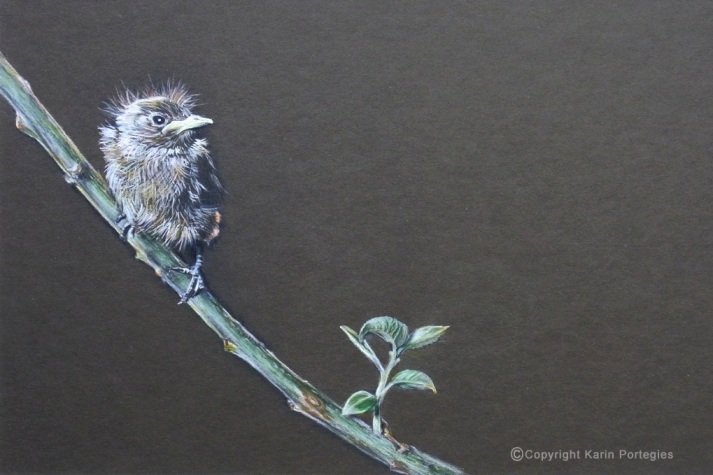Jonge roodborst