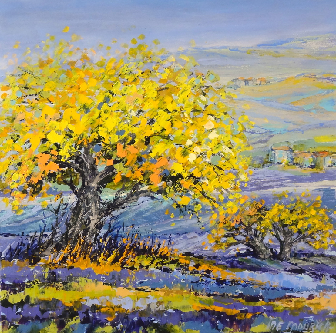 Blooming Mimosa in purple fields