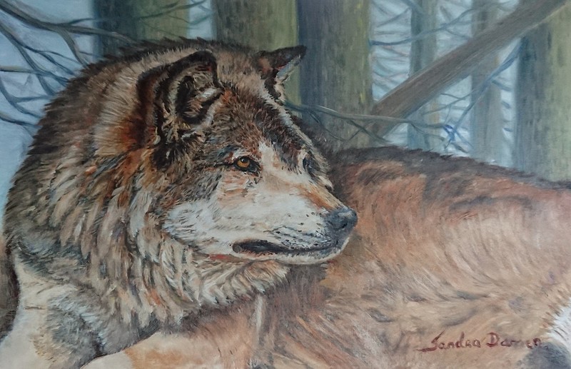 Wolf