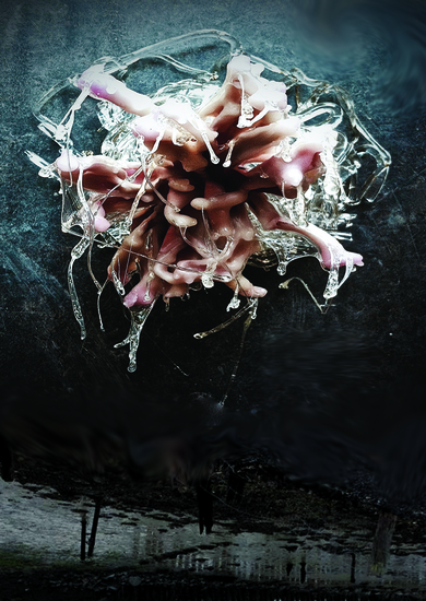 Dahlia 1