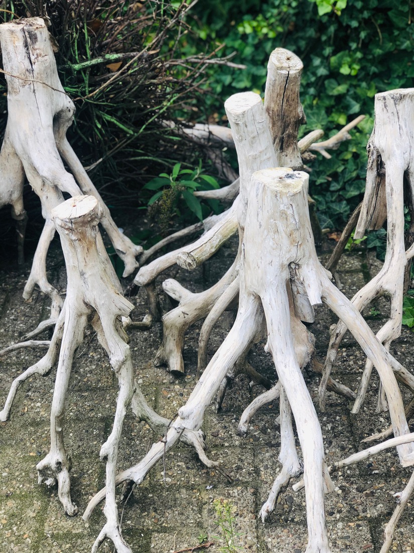 stronken wit mangrove