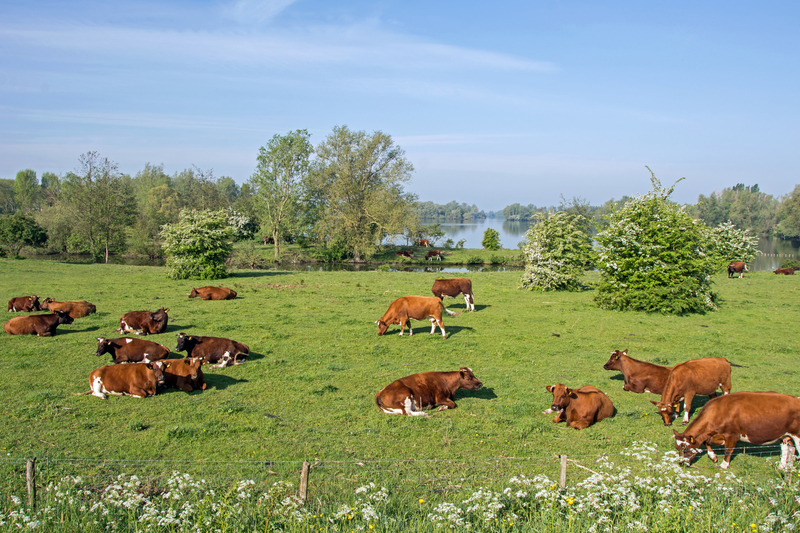 Land van Maas en Waal