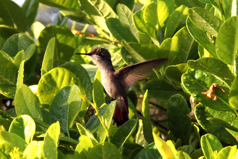 Hummingbird Dornasol 2