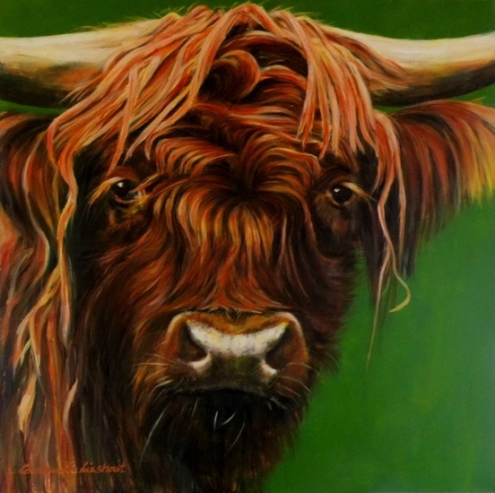 Maashorst schotse hooglander portret