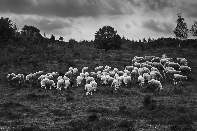 'De Schapen van Gelderland'