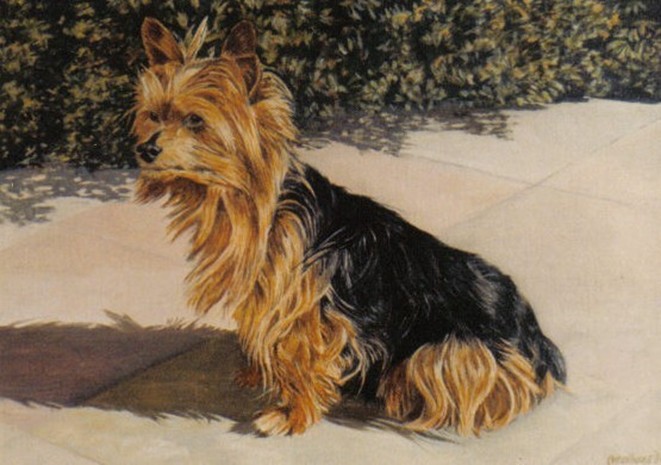 Honden portret