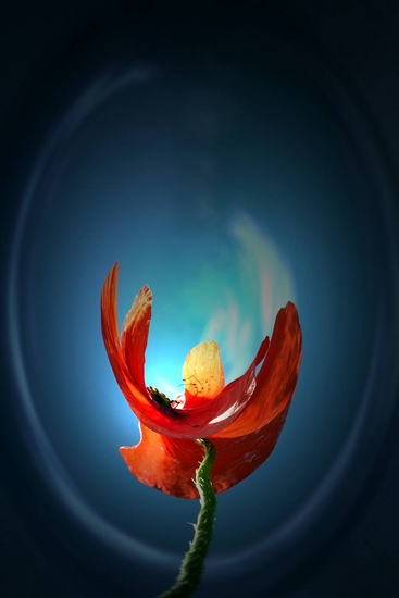 A poppy 0008 - 1/6