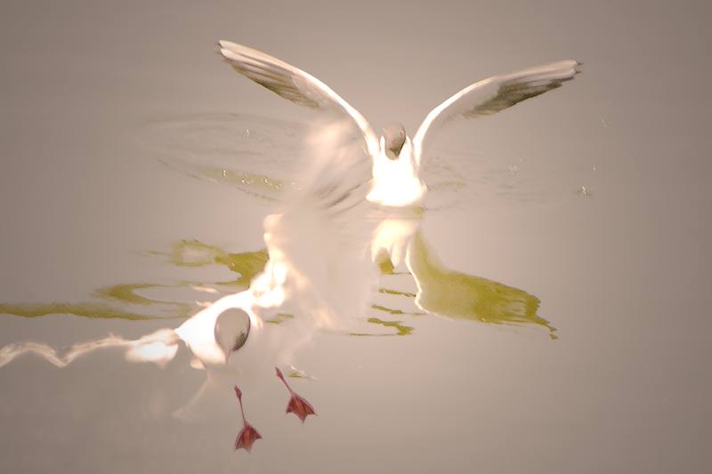 Love flight 0020 - 2/6