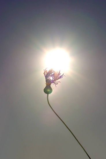 Simplicity 0031 - 2/6