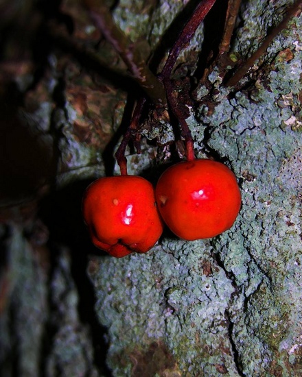Apples 0033 - 2/6