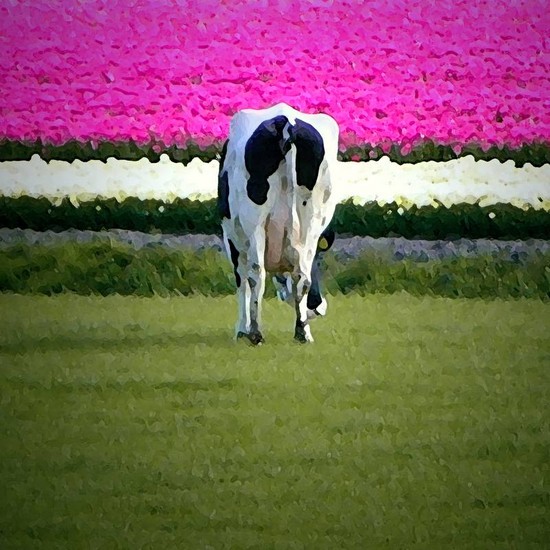 Dutch 0042 - 2/6