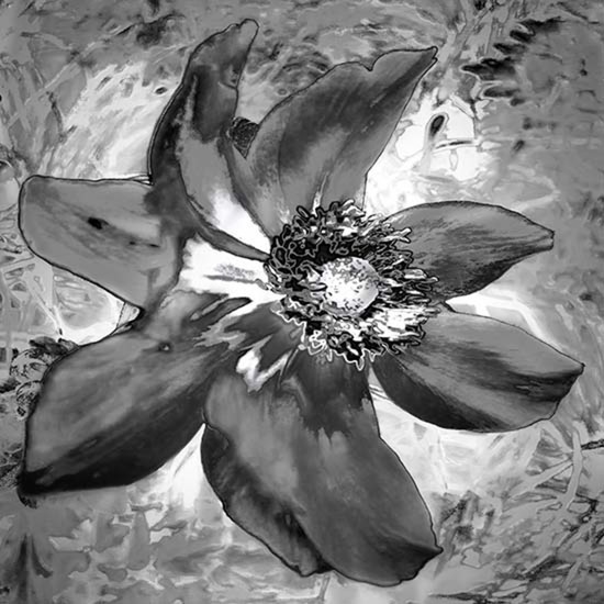 Black and White 0107 - 1/1