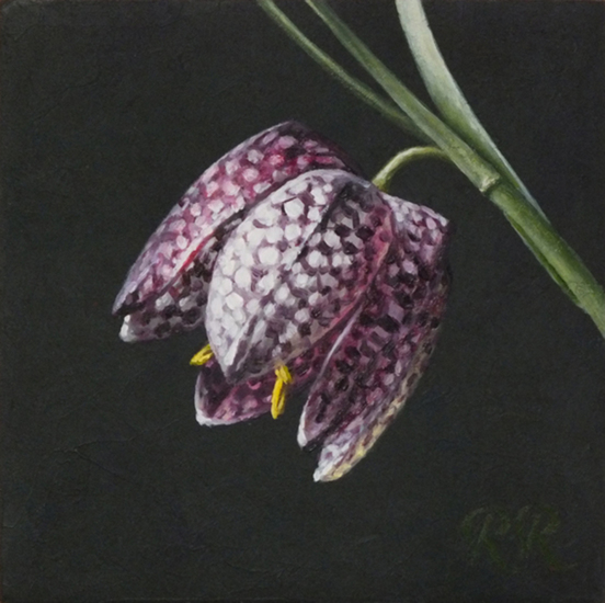 Kievitsbloem 1