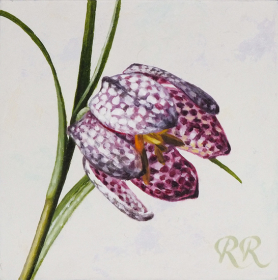 Kievitsbloem 2