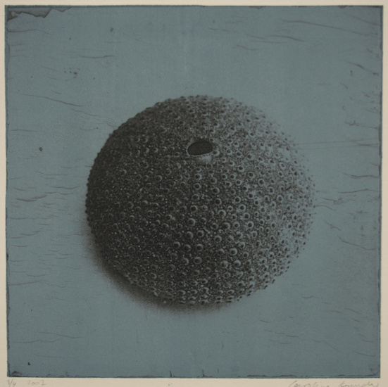 echinoidea