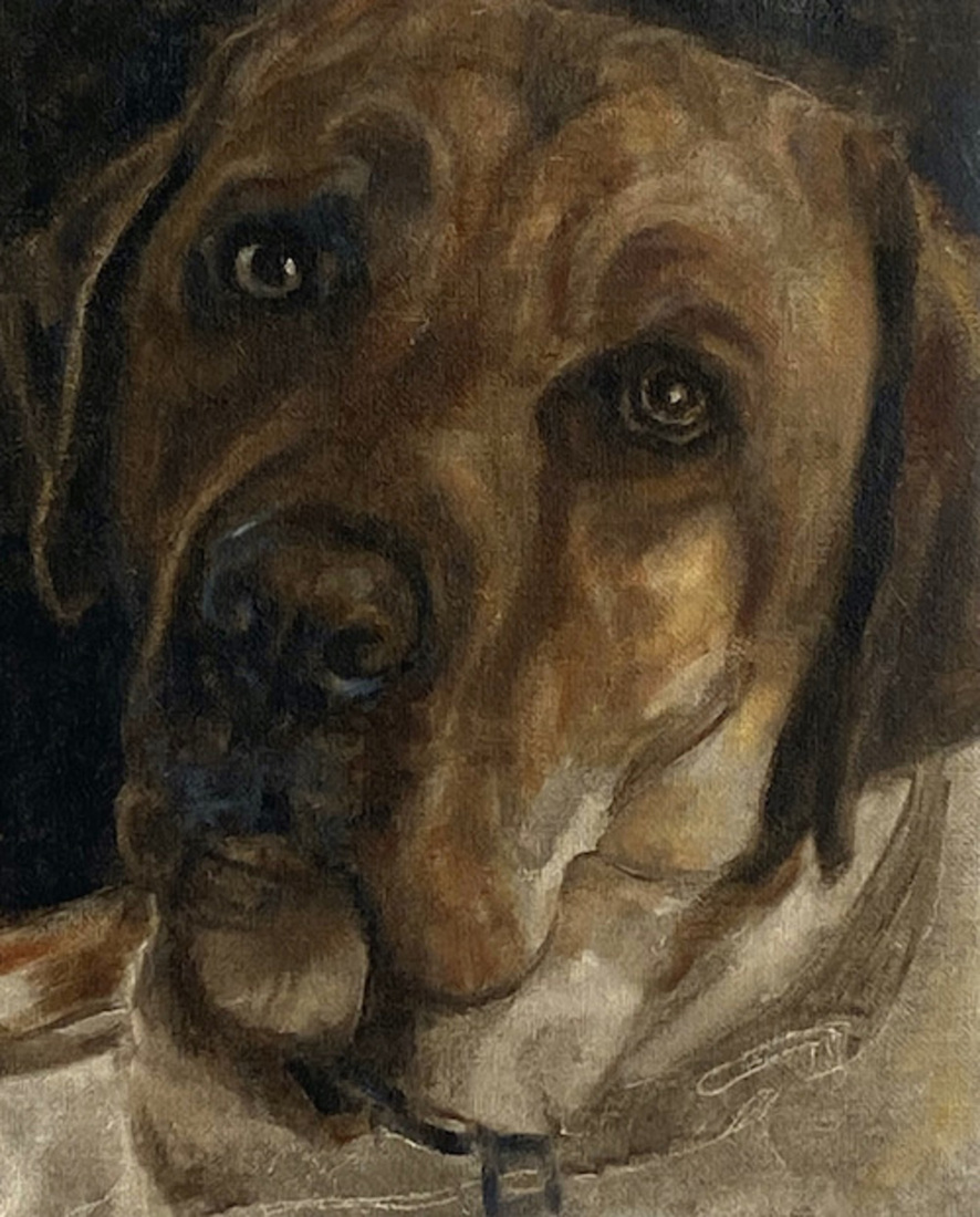 Labrador kop