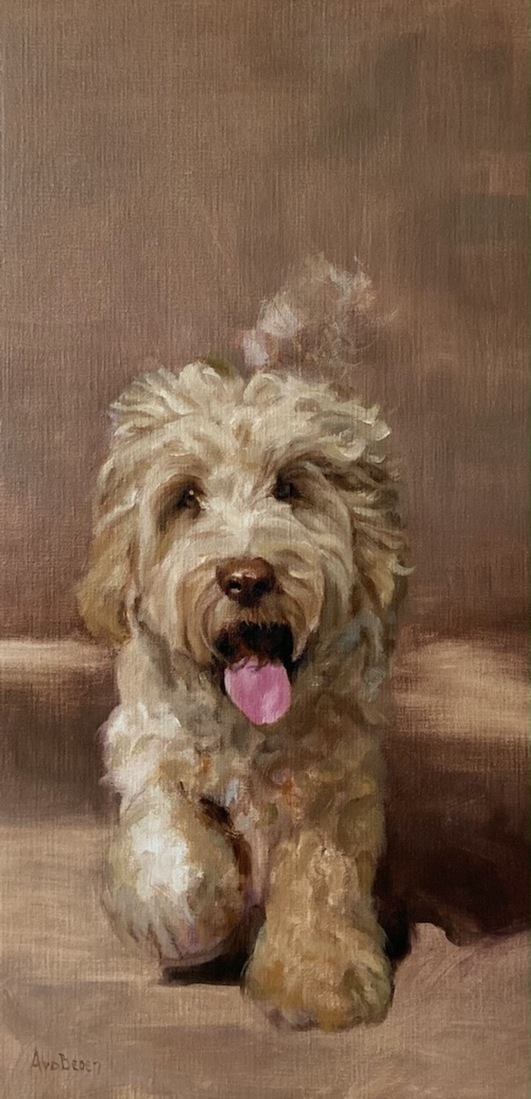 Labradoodle pup