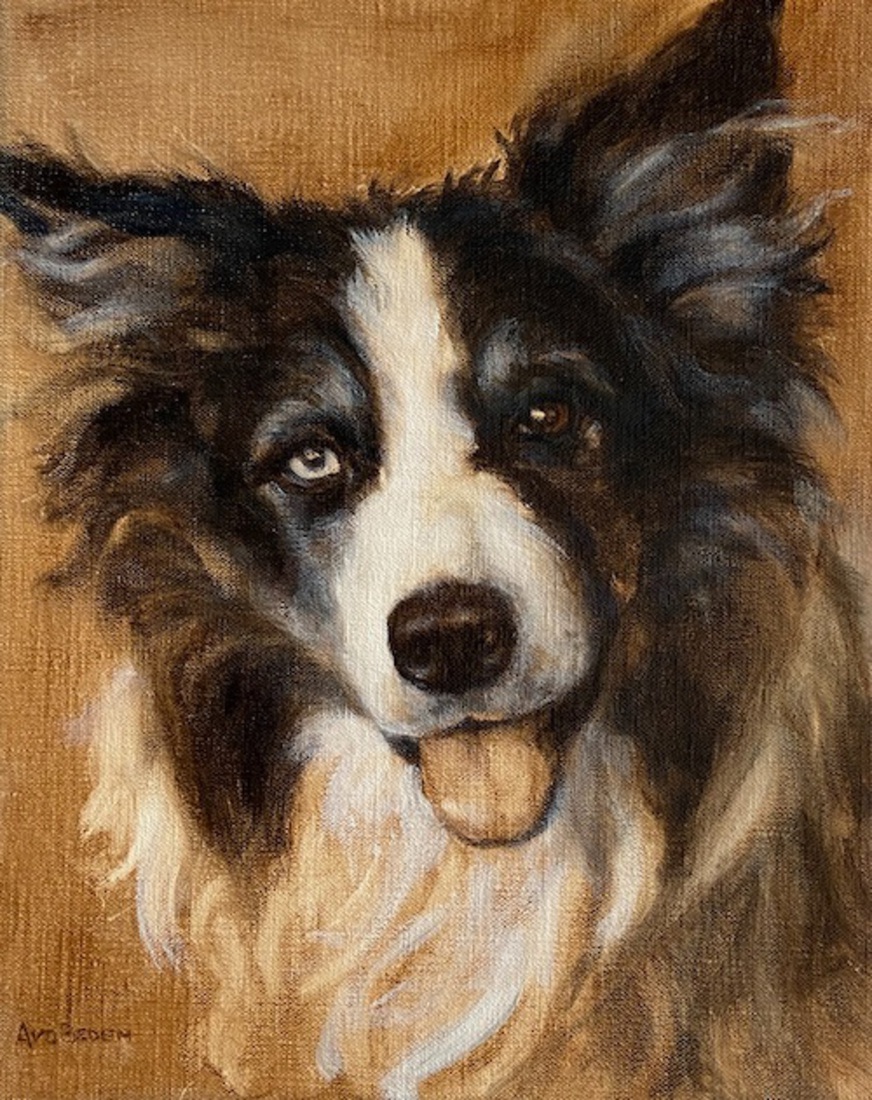 Bordercollie