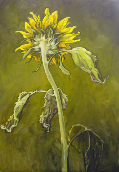 zonnebloem